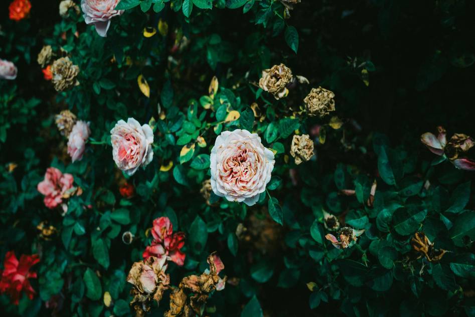 Homepage for Beauty & Skincare Organic and Natural Beauty natural beauty for women