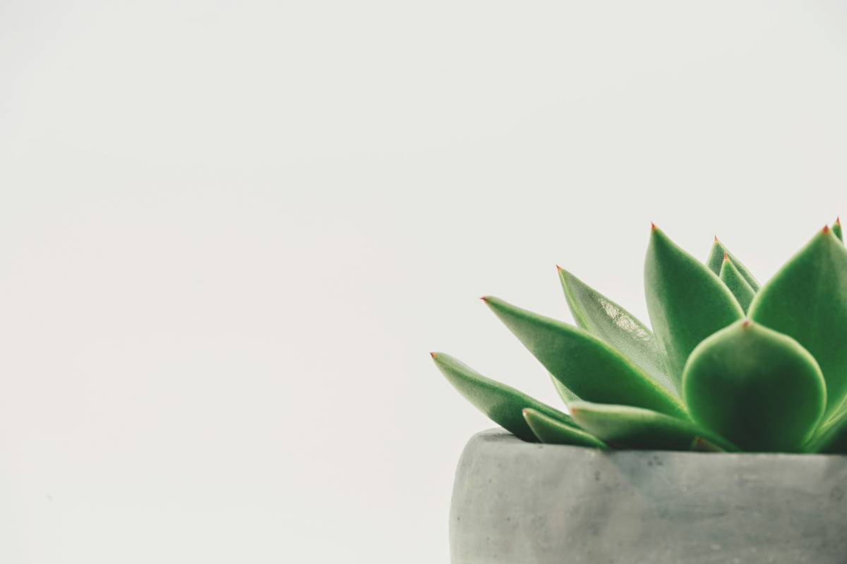 Plant-Based makeup ingredients laid out including botanical extracts and oils